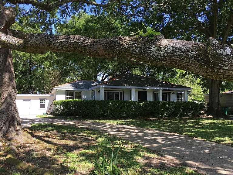 Live oak tree in front yard