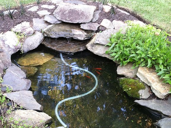 Pond with the Goldfish