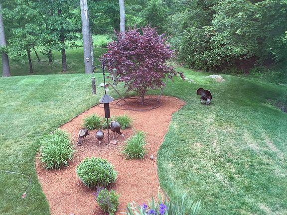 Birdfeeder in Backyard 