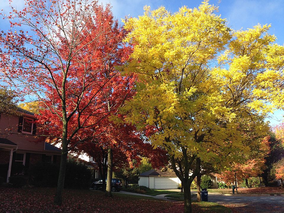 Front door Fall color