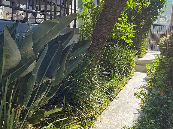 Lemon and Lime tree along walkway for tenants to pick citrus