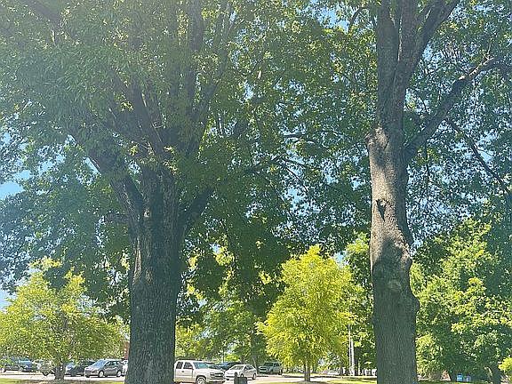 Mature front shade trees