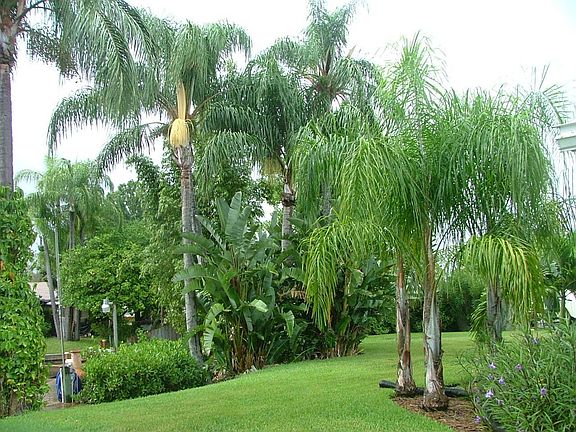 back yard