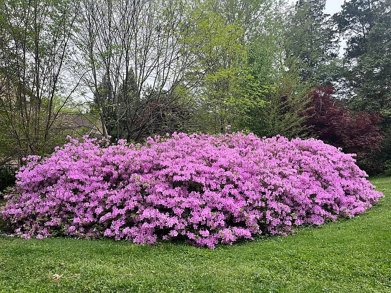 A marvel of an azalea bush along the front drive