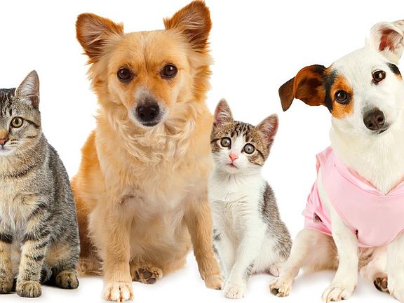 We take all sizes and breeds of dogs and cats are welcome to