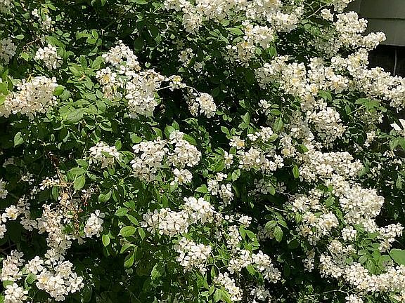 Spring blooms