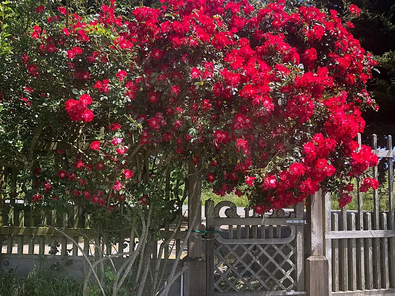 This flashy red rose climber provides an explosive splash of color above a Victorian gate and fence bordering the "front" driveway.