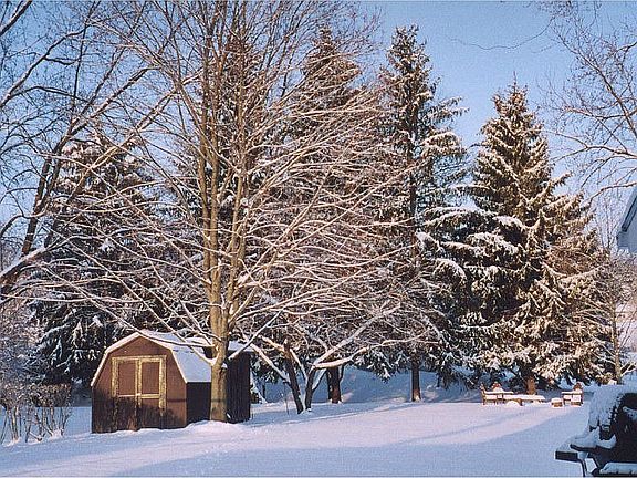 Back yard property goes all the way to the pine trees.