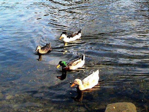 Feed the ducks in the lake