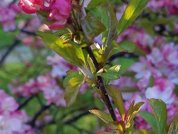 Springtime at 101 McPherson