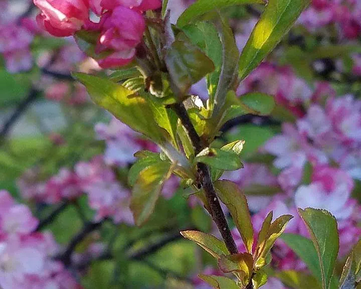 Springtime at 101 McPherson