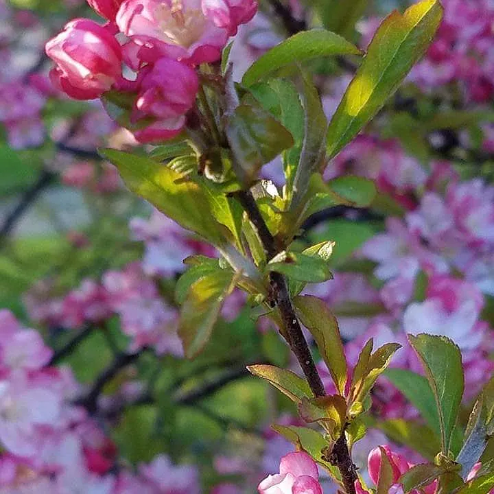 Springtime at 101 McPherson