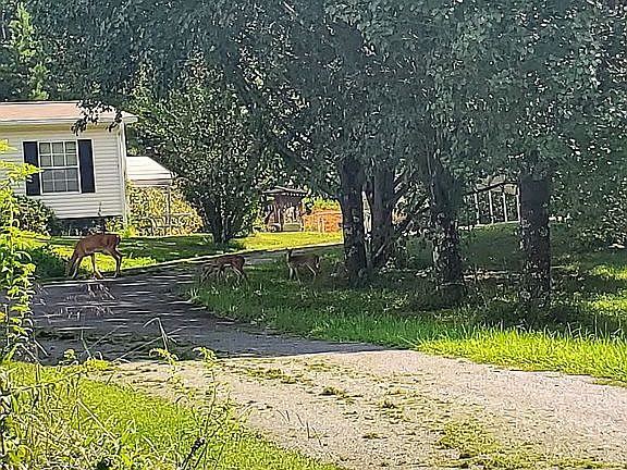 Deer crossing Driveway