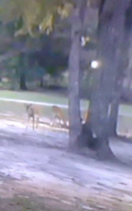 1-10 does & bucks roam thru.