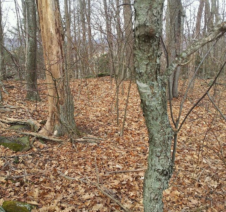 2nd image of Tbd Nightingale Ln