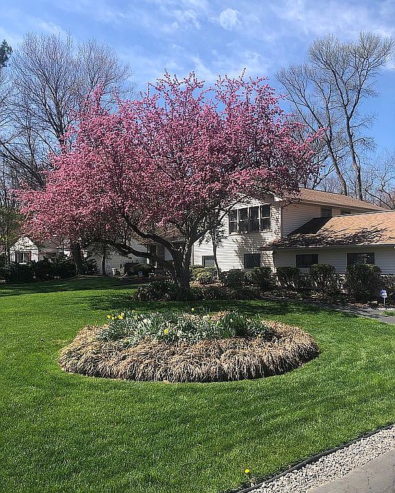 Front yard in spring