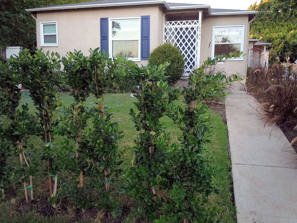 Hedged Front Yard
