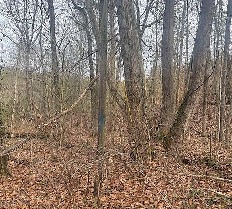 3rd image of 1008 Blair Loop Rd