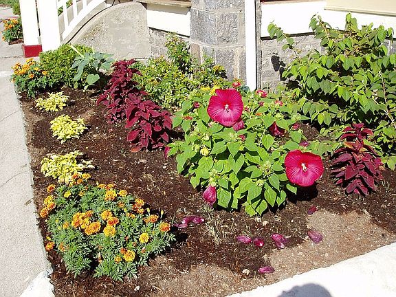 Front garden