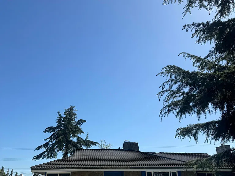Deodar Cir — Photo 3