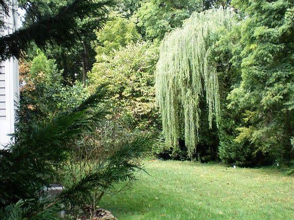 Side Yard