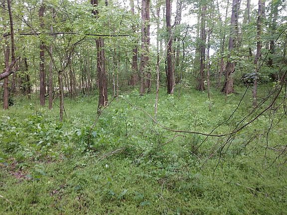 Wooded lot.