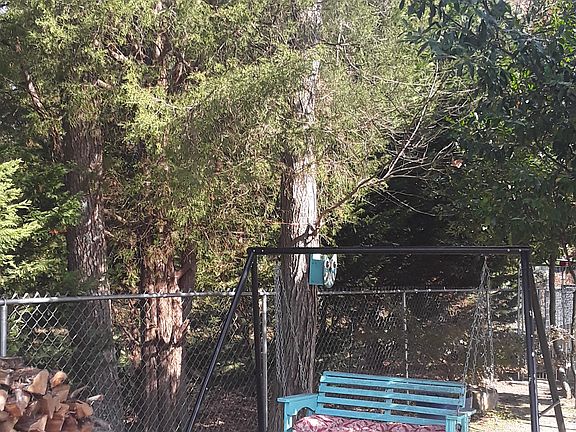 Trees are on our line