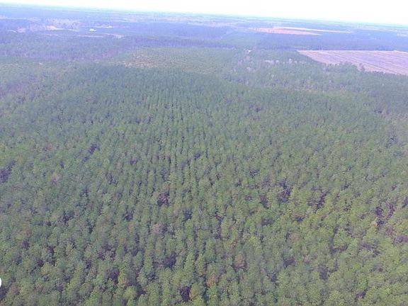 Timber Stand 2 (50 acres)