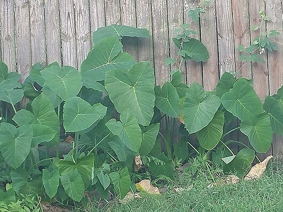 Healthy Elephant Ears