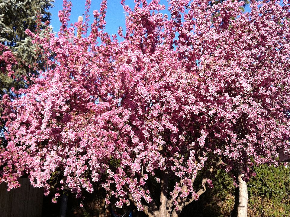 Cherry Tree