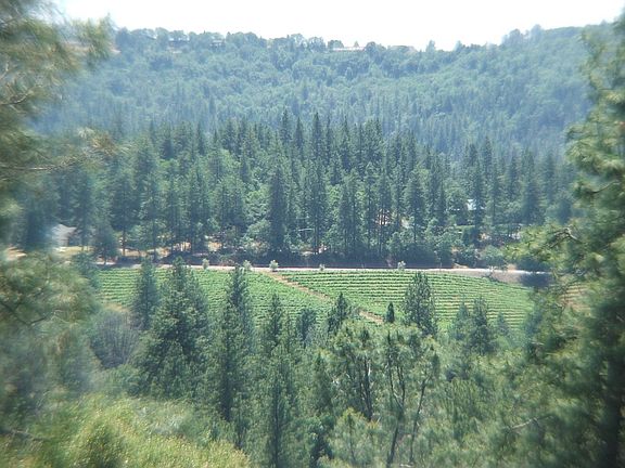 View from the back yard