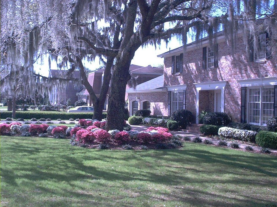 Spring time azaleas