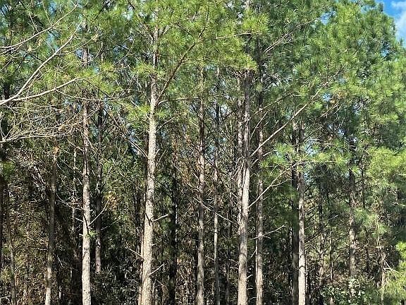 3rd image of 399 Camp Ranch Rd #91