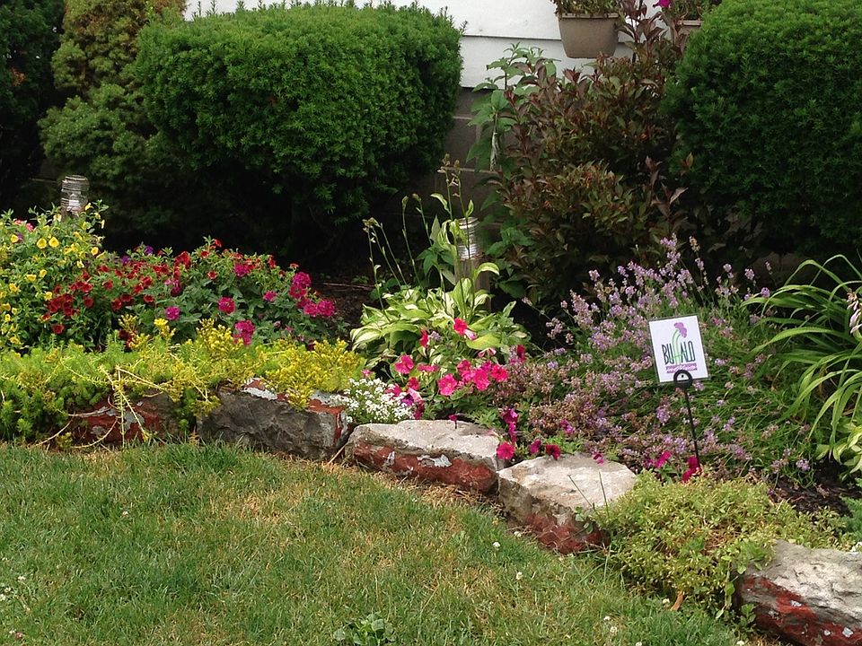 Front Yard Buffalo in Bloom