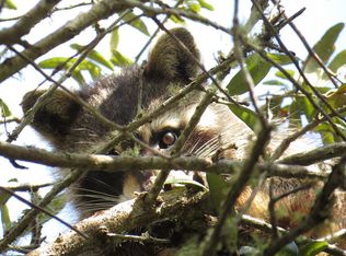 156 Turtle Bay Ln, Ponte Vedra Beach, FL 32082