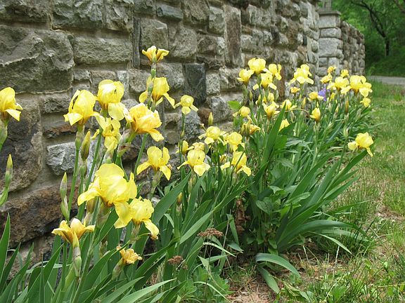 Irises blooming against the hand-hewn granite retaining wall