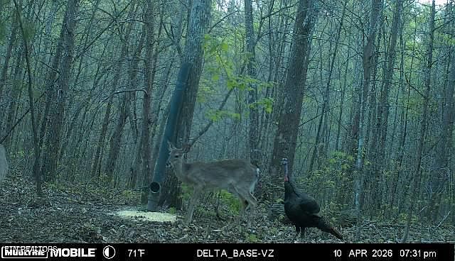 56th image of 596 Byrams Fork Rd