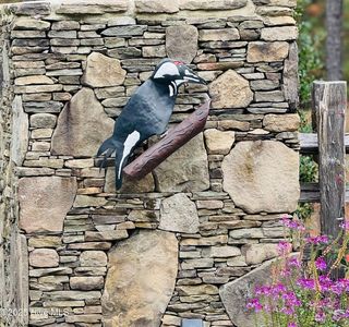 1 Kenilwood Court, Pinehurst, NC, 28374