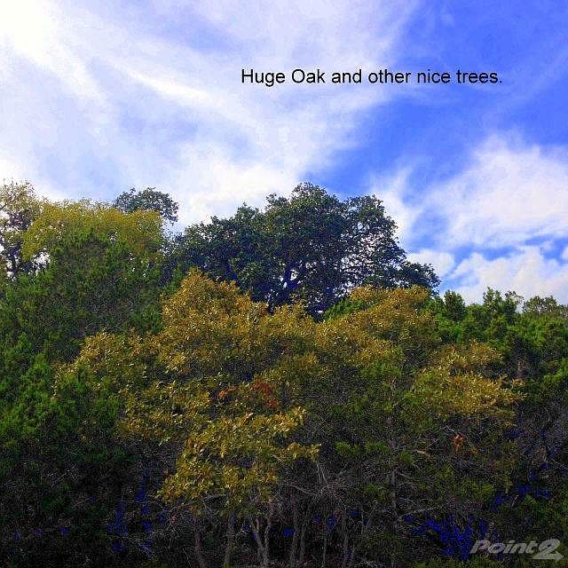 Tree line from street