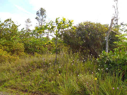 1st image of 1st Ave Lot 2923