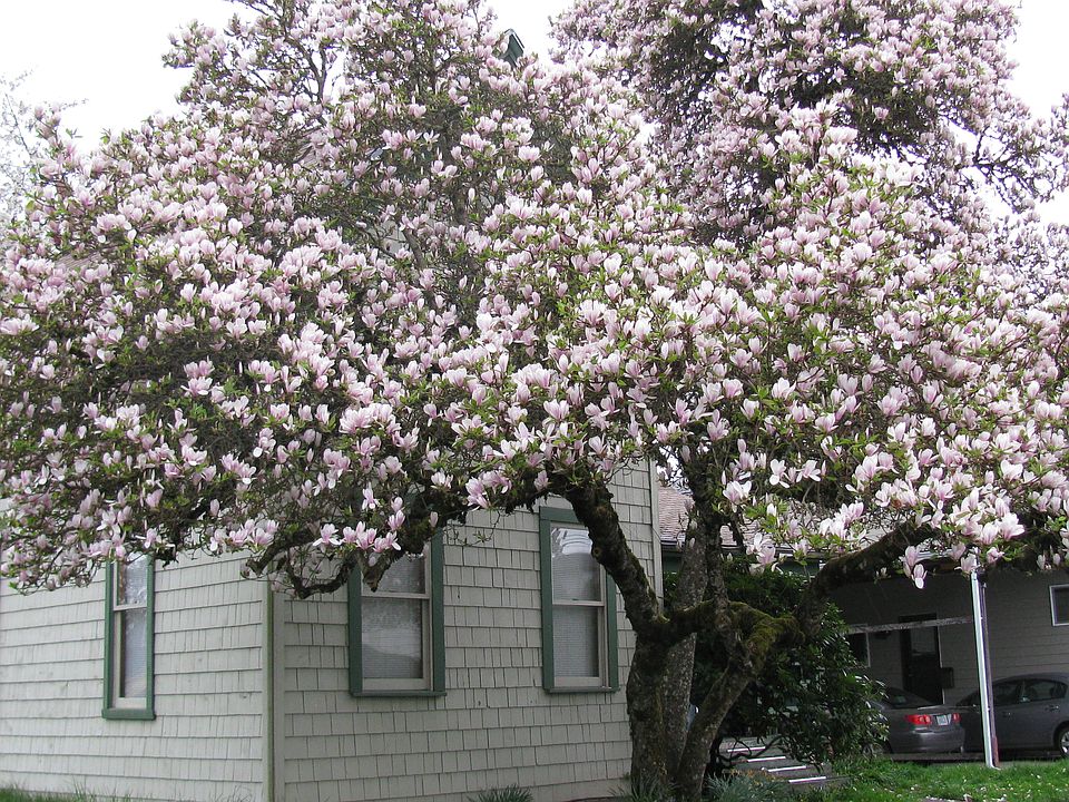 2nd image of 642 SW 11th St