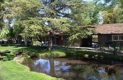 The Amazing Pond (front yard)