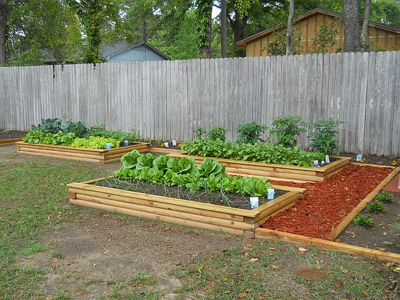 Back yard raised bed garden
