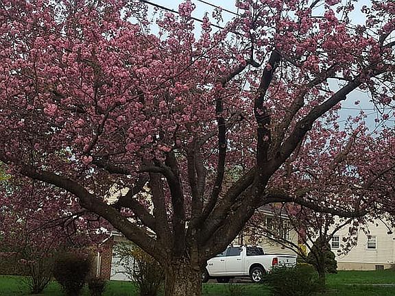 Front yard cherry tree