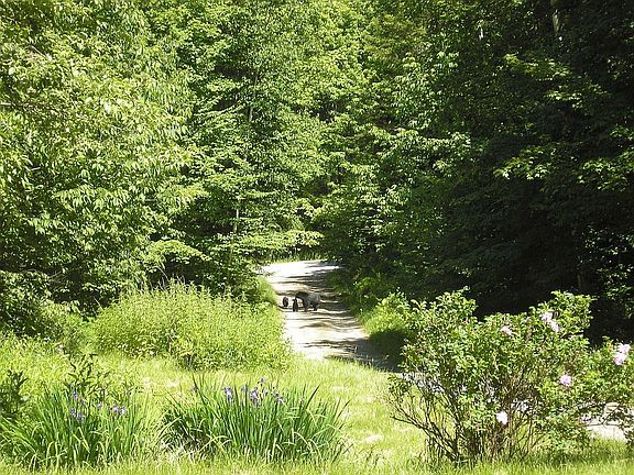 enjoy the wild life from your deck