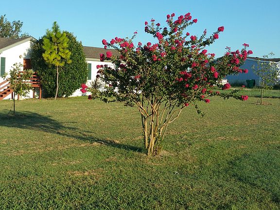 3rd image of 9009 Magnolia Blossom Trl
