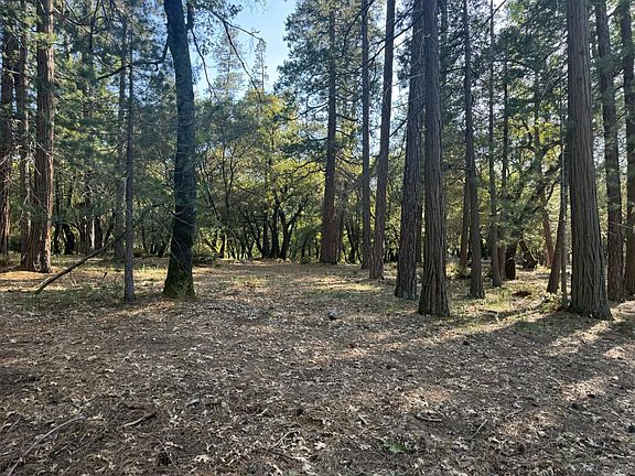 2nd image of Pine Cone Lane
