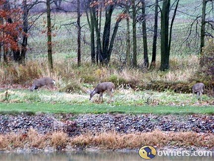 Deer in the backyard