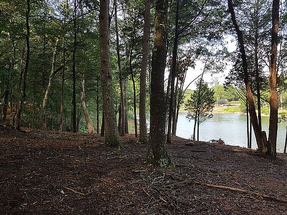 5th image of Waterside On Douglas Lake 124