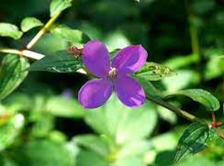 Kauai Rd LOT 1107, Pahoa, HI 96778